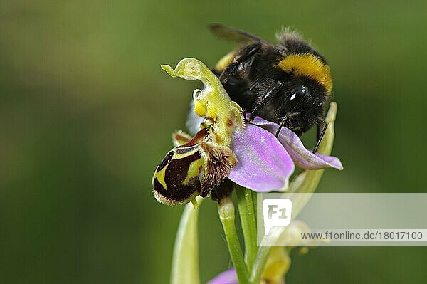 Hummel (Bombus sp.)  erwachsenes Männchen  versucht sich mit der Bienenorchidee (Ophrys sp.) zu paaren  verwechselt sie mit dem Weibchen der Art  Italien  möglicherweise  Europa