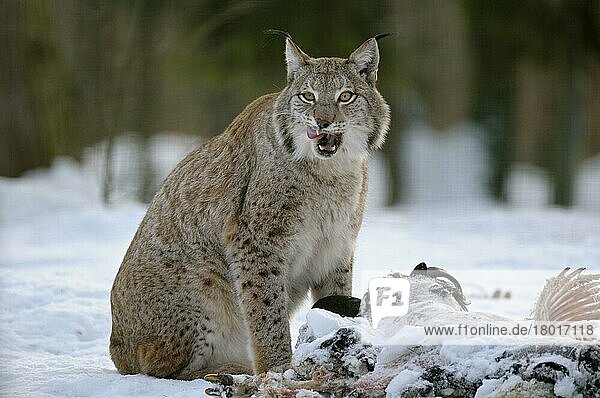Europäischer Luchs (Lynx lynx) an Kadaver (Felis lynx)  Europäischer Luchs