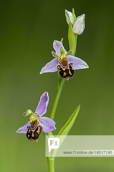 Bienenorchidee (Ophrys apifera) Nahaufnahme der Blüten  wächst auf Kreidegrasland  North Downs  Kent  England  Juni