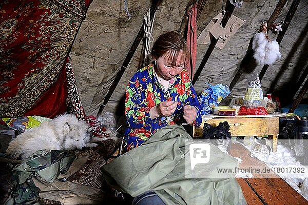 Eine Frau der Nenzen näht die obere Schicht eines neuen Mantels  Malitsa  in ihrem Zelt  Chum  Distrikt Yar-Sale  Jamal  Nordwest-Sibirien  Russland  Europa