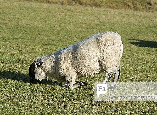 Domestic sheep  long ewe  lame  kneeling and grazing on pasture  Lancashire  England  United Kingdom  Europe