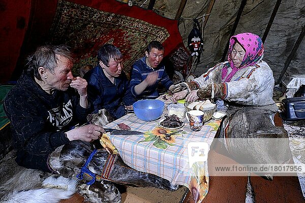 Nenzen-Rentierzüchter  Männer  die eine Mahlzeit  Brot  rohes Rentierfleisch und Tee  von einer Frau serviert bekommen  in einem Rentierfellzelt  Kumpel  Distrikt Yar-Sale  Jamal  Nordwest-Sibirien  Russland  Europa