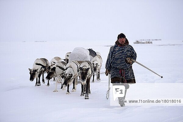 Sergueï Chorolya  Nenets herder leading train of Reindeer (Rangifer tarandus) sleds on his spring migration in the tundra  Yar-Sale district  Yamal  Northwest Siberia  Russia  Europe