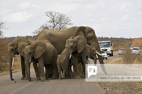Afrikanischer Elefantnische Elefanten  Elefanten  Säugetiere  Tiere  Elephant herd block road in Kruger National Park