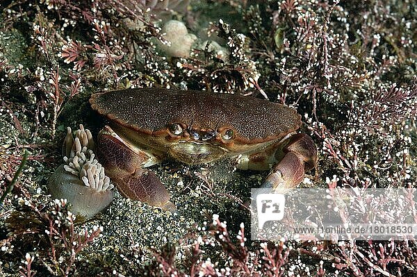 Edible crab  edible crabs (Cancer pagurus)  Other animals  Crustaceans  Animals  Edible crab adult  feeding on seabed  Kimmeridge Bay  Dorset  England  United Kingdom  Europe