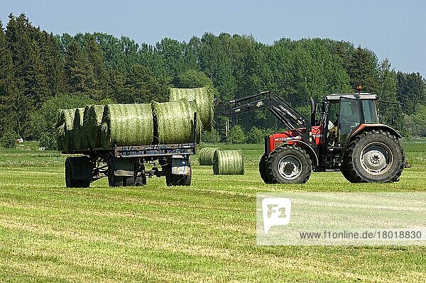 Silage-Rundballen  verladen auf Anhänger mit Massey Ferguson 6290 Traktor mit Frontlader  Schweden  Europa