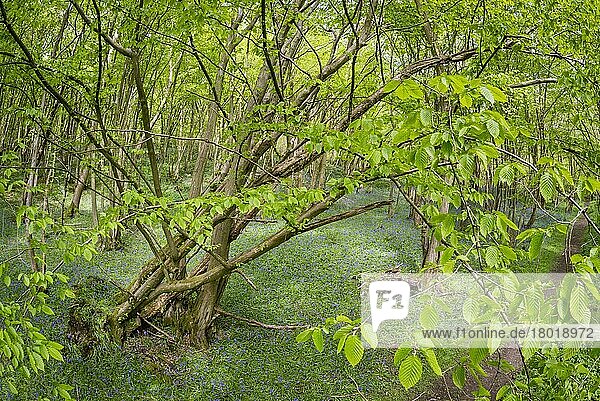 Gewöhnliche Hainbuche (Carpinus betulus)  wächst im Niederwald  mit Blüte (Hyacinthoides non-scripta) der Blaublättrigen Glockenblume  Kent  England  Mai