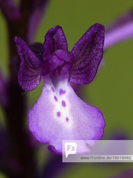 Bory's Orchidee (Orchis boryi) Nahaufnahme der Blüte  auf der Wiese wachsend  Peloponesos  Südgriechenland  April