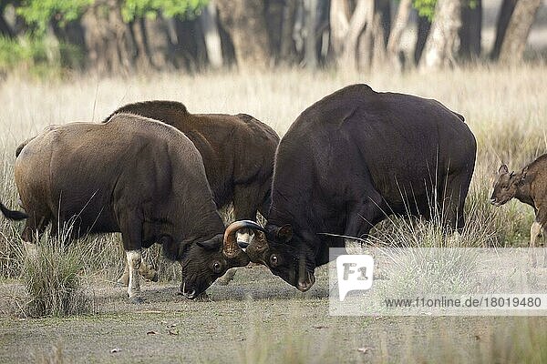 Gaur (Bos gaurus) zwei erwachsene Männchen  kämpfen in Waldrodung  Kanha N. P. Madhya Pradesh  Indien  April  Asien