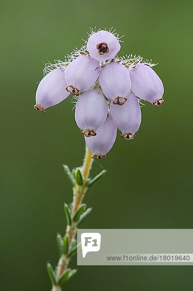 Nahaufnahme von Blüten (Erica tetralix) der Kreuzblättrigen Heide  die auf Tieflandheide wächst  Hothfield-Heide  Hothfield  Kent  England  August