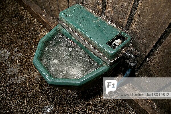 Frozen water trough in farm building  Chipping  Lancashire  England  United Kingdom  Europe