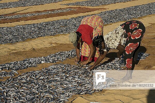 Fischfang  der in der Sonne zum Trocknen ausgebreitet wird  Negombo  Sri Lanka  Asien