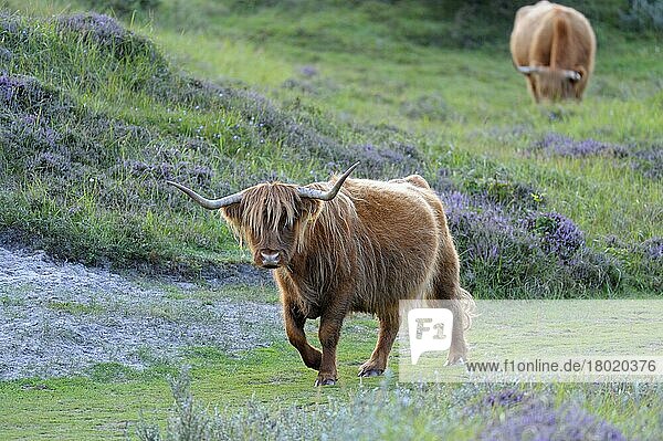 Scottish Highland Cattle  De Bollekamer Nature Reserve  Texel Island  North Holland  Netherlands