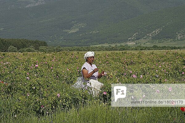 Landarbeiter bei der Ernte von kommerziell angebauten Rosenknospen (Rosa sp.) für die Parfümindustrie  Zentralbulgarien  Mai