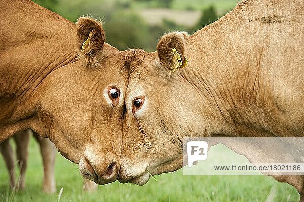 Hausrinder  Limousin-Kühe  Nahaufnahme der Köpfe  gegeneinander kämpfen  Kopf an Kopf stoßen  Lancashire  England  Juli