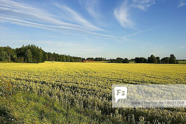 Weizen (Triticum aestivum) reifende Feldfrucht  mit landwirtschaftlichen Gebäuden in der Ferne  Schweden  Juli  Europa