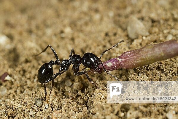 Ernteameise  Ernteameisen  Andere Tiere  Insekten  Tiere  Ameisen  Harvester Ant (Messor bouvieri) adult  minor worker carrying seed back to nest  Montagne de la Clape  Aude  Languedoc-Roussillon  France  May