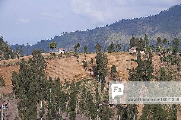 Blick auf Ackerland und Bäume an Berghängen  nahe Bromo Tengger Semeru N. P. Ost-Java  Indonesien  Asien