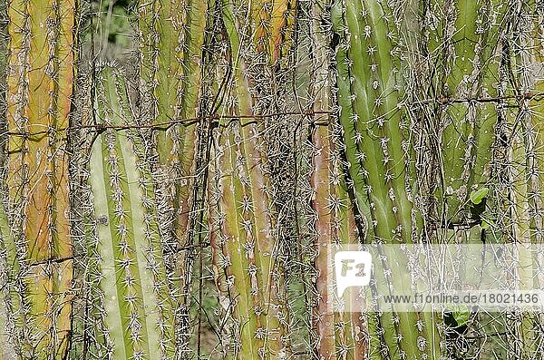 Kerzenkaktus (Ritterocereus griseus) Nahaufnahme der Stängel  die für Viehzäune verwendet werden  Bonaire  Kleine Antillen  Karibik