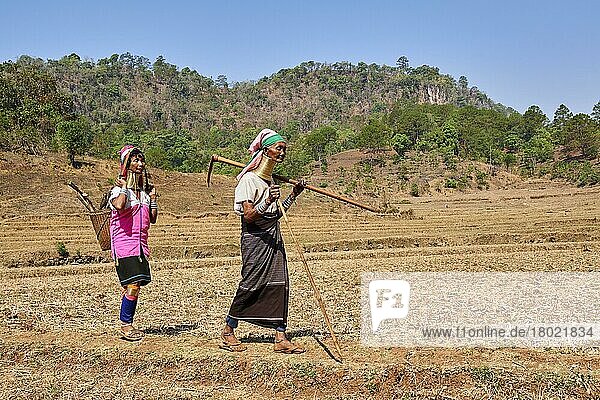2 Kayan Lahwi women with brass neck coils and traditional clothing in a dry rice field  Pan Pet Region  Kayah State  Myanmar  Asia