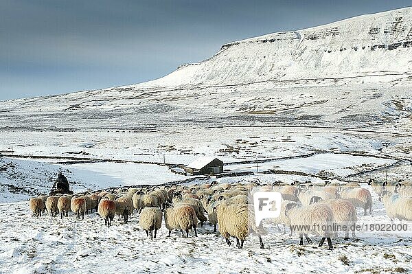 Hausschafe  Dalesbred  Herde  mit Schäfer auf einem Quad  das von schneebedeckten Moorlandschaften auf eine niedrigere Weide führt  in der Nähe von Pen-y-ghent  Yorkshire Dales N. P. North Yorkshire  England  Januar