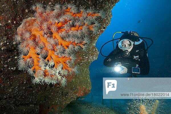 Diver with cold water coral  Caleta del Fuste  Fuerteventura  Canary Islands  Spain  Europe