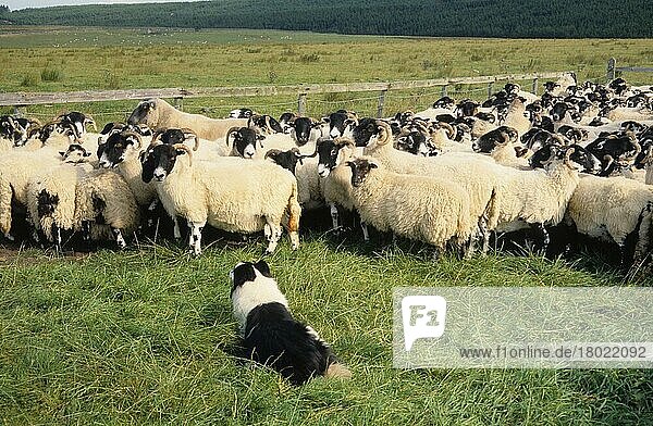 Schafzucht  Border Collie arbeitende Schottische Blackface-Herde  Northumberland  England  August