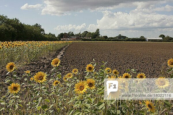 Blühende Masse von Sonnenblumen (Helianthus annuus)  wächst im Ackerrand  Barrow upon Humber  Lincolnshire  England  August