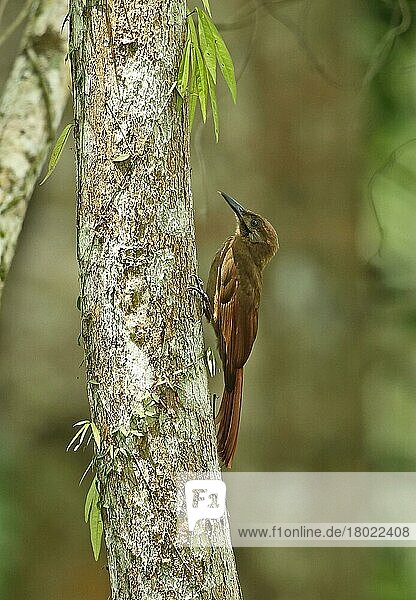 Einfarbig-brauner Waldbaumsteiger (Dendrocincincla fuliginosa ridgwayi) erwachsen  am Baumstamm festhaltend  Darien  Panama  April  Mittelamerika