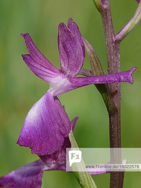 Locker blühende Orchidee (Orchis laxiflora)  Nahaufnahme der Blüte  wächst im Sumpfgebiet  Peloponesos  Südgriechenland  April