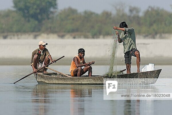 Three men fishing from a boat with a net on the river  Dibru-Saikhowa  Assam  India  Asia