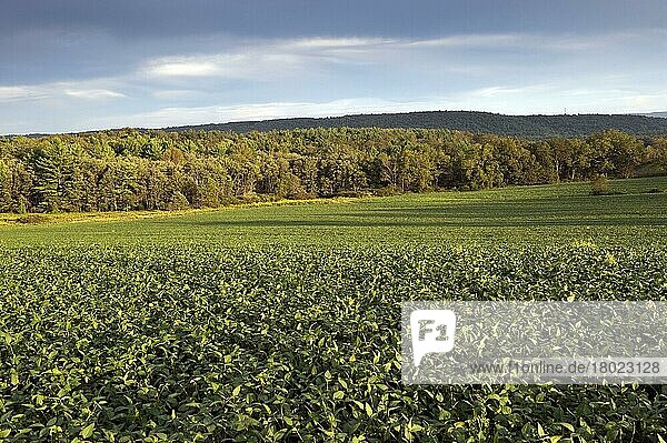 Sojabohnenernte (Glycine max)  Feld in der Abendsonne  Pennsylvania (U.) S. A. August