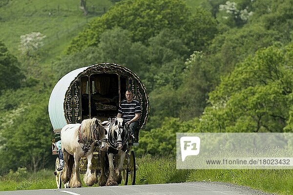 Horse  Irish Cob (Gypsy Pony)  pulling traveller caravan  heading towards Appleby Horse Fair  along A683 between Sedbergh and Kirkby Stephen  Cumbria  England  United Kingdom  Europe
