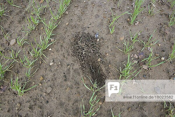 Feldhase (Lepus europaeus) schabt  in Gerste (Hordeum vulgare) Morris Otter Wintergerste-Ernte  North Yorkshire  England  Januar
