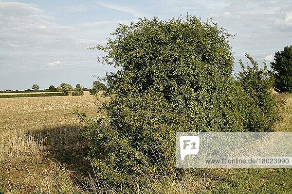 Schlehe (Prunus spinosa)  wächst in Heckenresten am Rand eines Ackerfeldes  Bacton  Suffolk  England  August