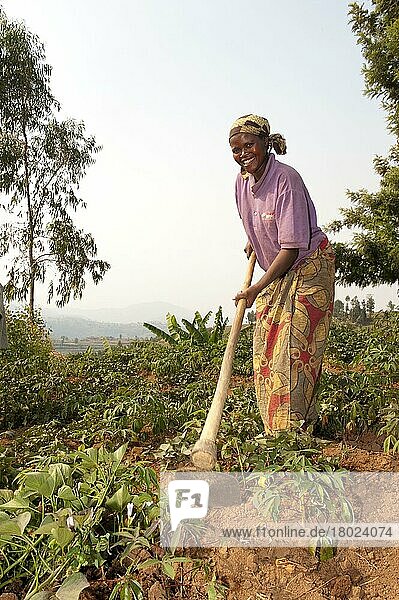 Maniok-Kultur (Manihot sp.)  mit Frauenhackkraut  Ruanda  Afrika