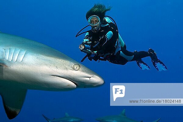 Grey reef shark (Carcharhinus amblyrhynchos) and diver  Pacific  Indian Ocean  Oceania  Red Sea  Micronesia  Oceania