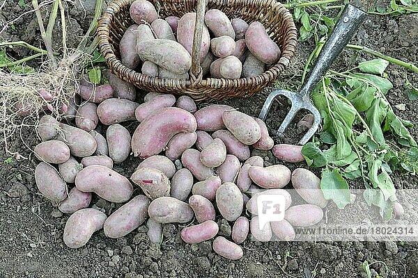 Kartoffeln (Solanum tuberosum)  Sorte Rote Emalie