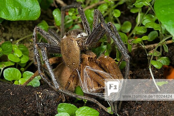 Giant Fishing Spider (Ancylometes sp.) erwachsenes Paar  Paarung  das Männchen bindet vor der Paarung die Beine des Weibchens mit Seide in einem Verhalten  das als Brautbondage bezeichnet wird  Minas Gerais  Brasilien  Südamerika