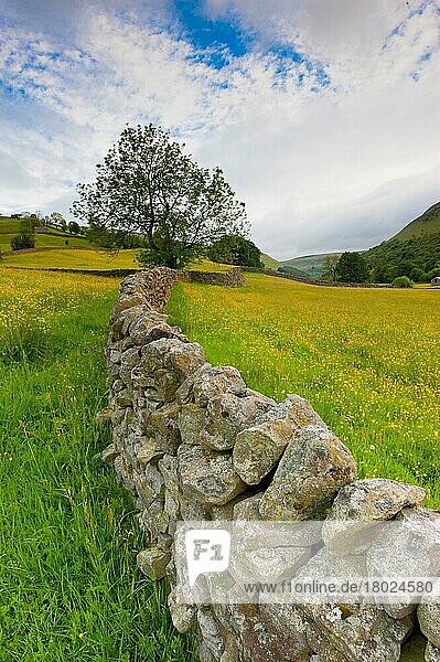 Trockenmauerwerk am Rande von Wildblumenwiesen  Muker  Swaledale  Yorkshire Dales N. P. North Yorkshire  England  Juni