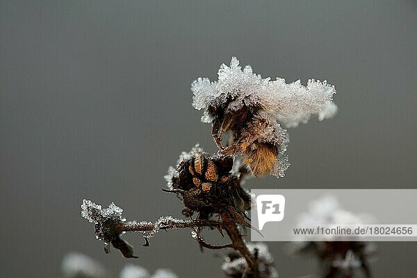 Hummel (Apidae sp.) toter Erwachsener  mit Frost-Eiskristallen bedeckt  am toten Blütenkopf gefroren  Sheffield  Süd-Yorkshire  England  Januar