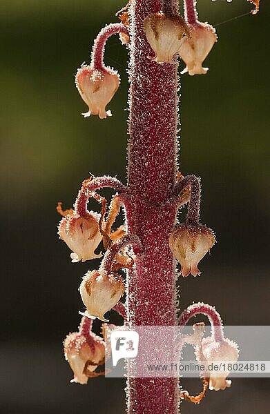 Pinedrops (Pterospora andromedea) Nahaufnahme von Blüten  die in Kiefernwäldern wachsen  Oregon (U.) S. A. Juli