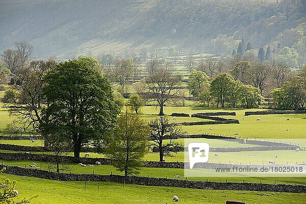 Blick auf Ackerland mit Trockenmauern  Bäumen und Schafen  die auf der Weide grasen  Buckden  North Yorkshire  England  Großbritannien  Europa