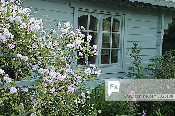 Kultivierte Wanderrose (Rosa sp.) 'David Austin'  blühend  wächst auf einem Spalier neben einem hölzernen Sommerhaus im Garten  Bentley  Suffolk  England  Juli