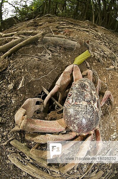 Christmas island red crab (Gecarcoidea natalis)  Christmas Island Crab  Land Crab  Other Animals  Crabs  Crustaceans  Animals  Christma  Red Crab adult  at burrow in forest habitat  Chris  Iceland  Europe