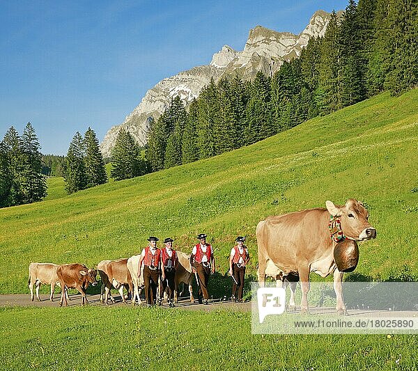 Alpine procession at Lutertannen in front of the Alpstein massif with Säntis in mountain spring  Canton St. Gallen and Appenzell  Switzerland  Europe