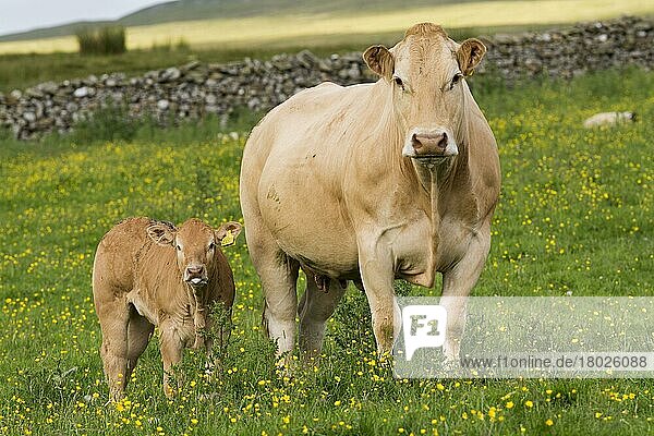 Hausrind  Blonde d'Aquitaine  Kuh und Kalb  auf Bergweide stehend  Cumbria  England  Juni
