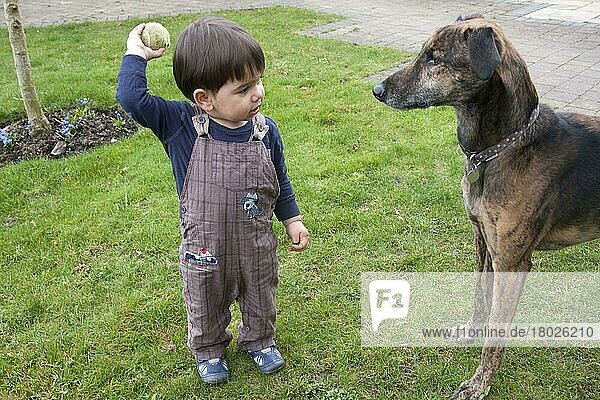 Haushund  Lurcher  Erwachsener  spielt mit Kleinkind  das den Ball hält  England  April