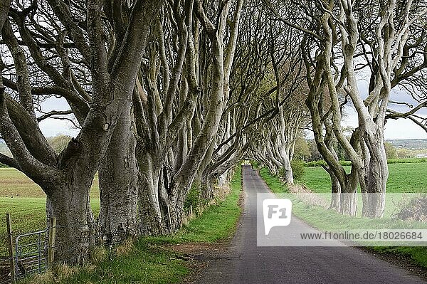 Bäume säumen ländliche Straße auf Ackerland  Grafschaft Antrim  Nordirland  Mai