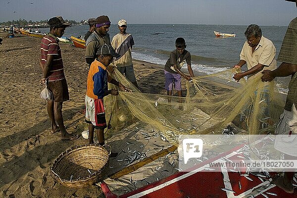 Fischer entfernen Fische aus dem Netz am Strand von Negombo Sri Lanka